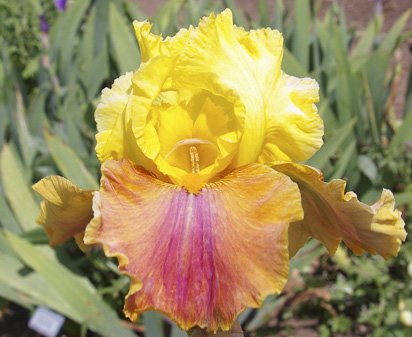 Back Street Affair - fragrant tall bearded Iris