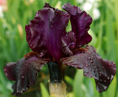Back In Black - tall bearded Iris