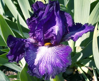 Backwater Blues - tall bearded Iris