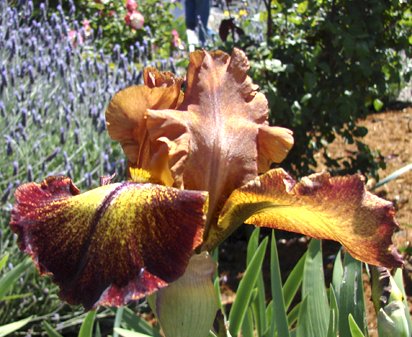 Bad Cad - reblooming tall bearded Iris