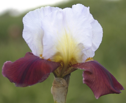 Bad Guys - tall bearded Iris