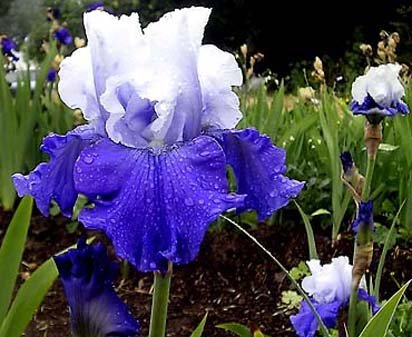 Balch Springs - fragrant tall bearded Iris