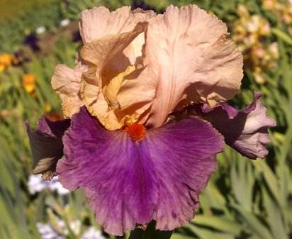 Balderdash - tall bearded Iris
