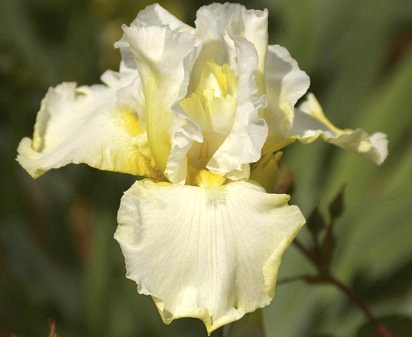 Banana Cream - reblooming tall bearded Iris
