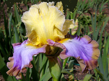 Bandwidth - fragrant reblooming tall bearded Iris