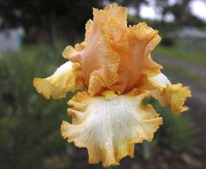 Barbara My Love - tall bearded Iris