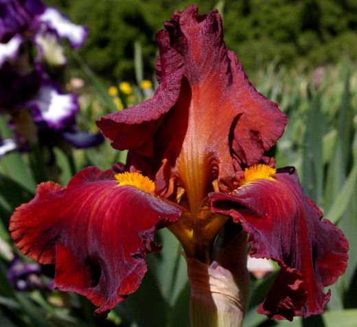 Barbaro - fragrant tall bearded Iris