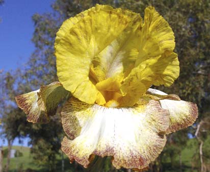 Barn Dance - fragrant reblooming tall bearded Iris