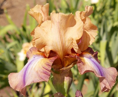 Bateau Ivre - tall bearded Iris