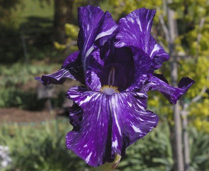Batik - reblooming border bearded Iris