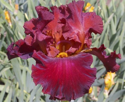 Battle Royal - tall bearded Iris