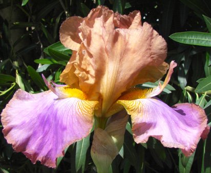 Battle Star - reblooming tall bearded Iris