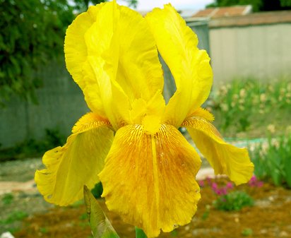 Bayberry Candle - tall bearded Iris