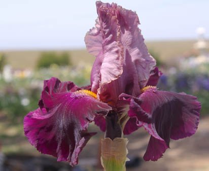 Be My Love - tall bearded Iris