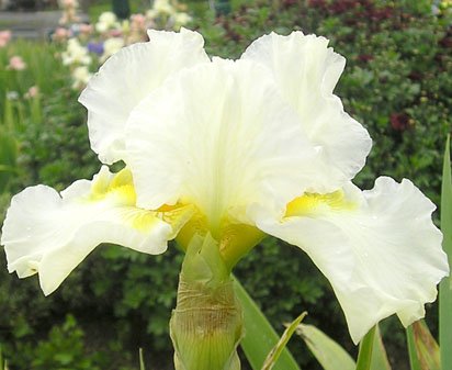 Be A Dream - reblooming tall bearded Iris