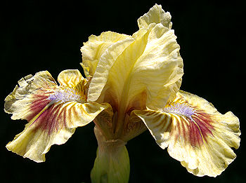Beach Baby - fragrant SDB Standard Dwarf Bearded
