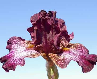 Beary Beary - tall bearded Iris