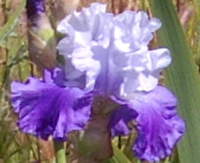 Beat The Heat - tall bearded Iris