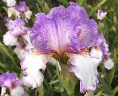 Beginnings - fragrant tall bearded Iris