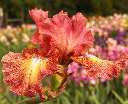 Beguine - tall bearded Iris