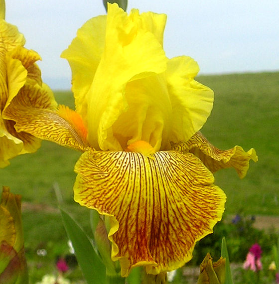 Bengal Tiger - tall bearded Iris