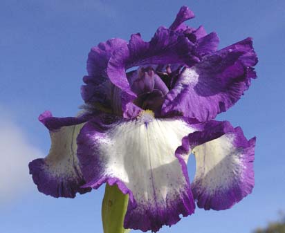 Bermuda Triangle - fragrant border bearded Iris