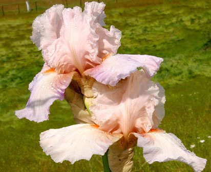 Berry Blush - reblooming tall bearded Iris