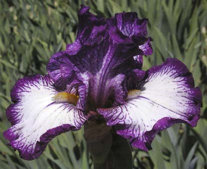 Berry Ripple - fragrant reblooming tall bearded Iris