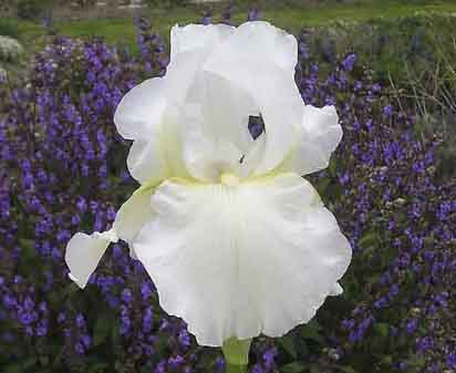 Bess Bergin - reblooming tall bearded Iris