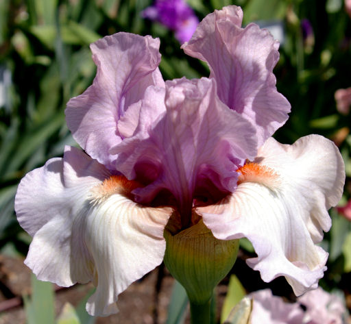 Better Together - tall bearded Iris