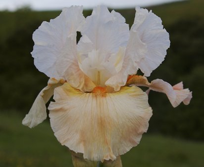 Betty Dunn - reblooming tall bearded Iris