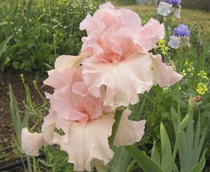 Beverly Sills - reblooming tall bearded Iris