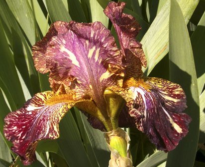 Bewilderbeast - fragrant tall bearded Iris