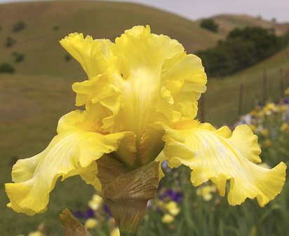 Big Business - tall bearded Iris