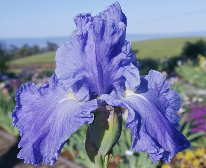 Big Sky - tall bearded Iris
