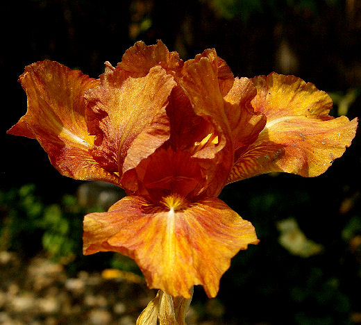 Billabong - Intermediate bearded Iris