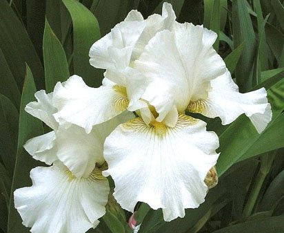 Birthday Cheer - Tall bearded Iris