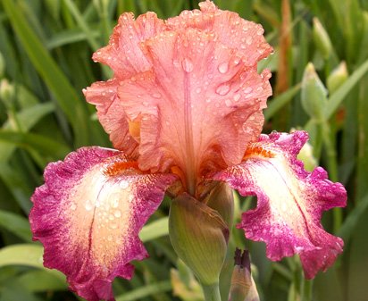 Birthday Surprise - reblooming tall bearded Iris