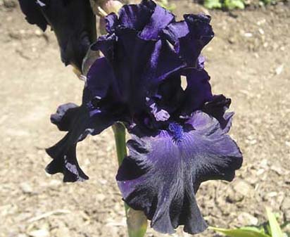 Black Butte - tall bearded Iris