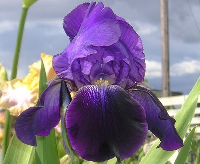 Black Falls - tall bearded Iris