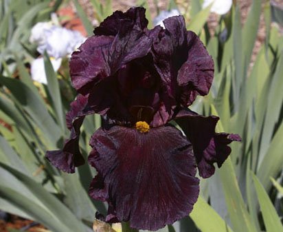 Black Fantasy - tall bearded Iris