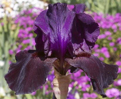 Black Flag - tall bearded Iris