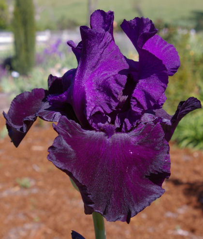 Black Grapes - tall bearded Iris