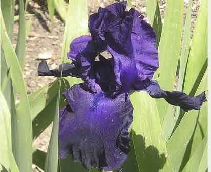 Blackout - reblooming tall bearded Iris