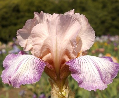 Blaney Marlow - reblooming tall bearded Iris