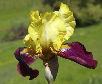 Blatant - fragrant reblooming tall bearded Iris