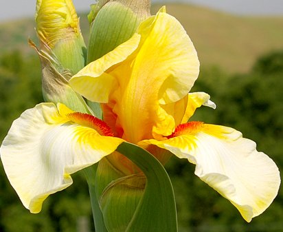 Blazing Light - tall bearded Iris