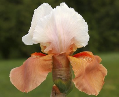 Blazing Sunrise - fragrant reblooming tall bearded Iris