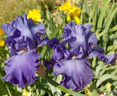 Blenheim Royal - tall bearded Iris