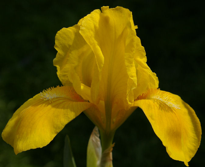 Blitz - fragrant reblooming SDB Standard Dwarf Bearded